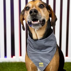 Dog Bandanas|The Mandalorian|Star Wars ™ Mandalorian™